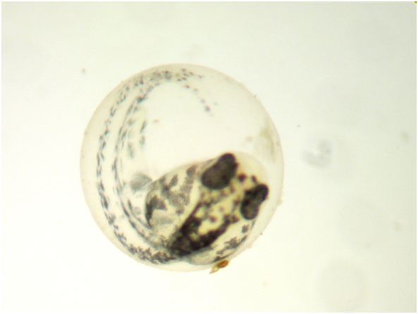 embrion pez cebra